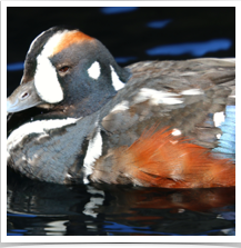 Harlequin Duck - Floating